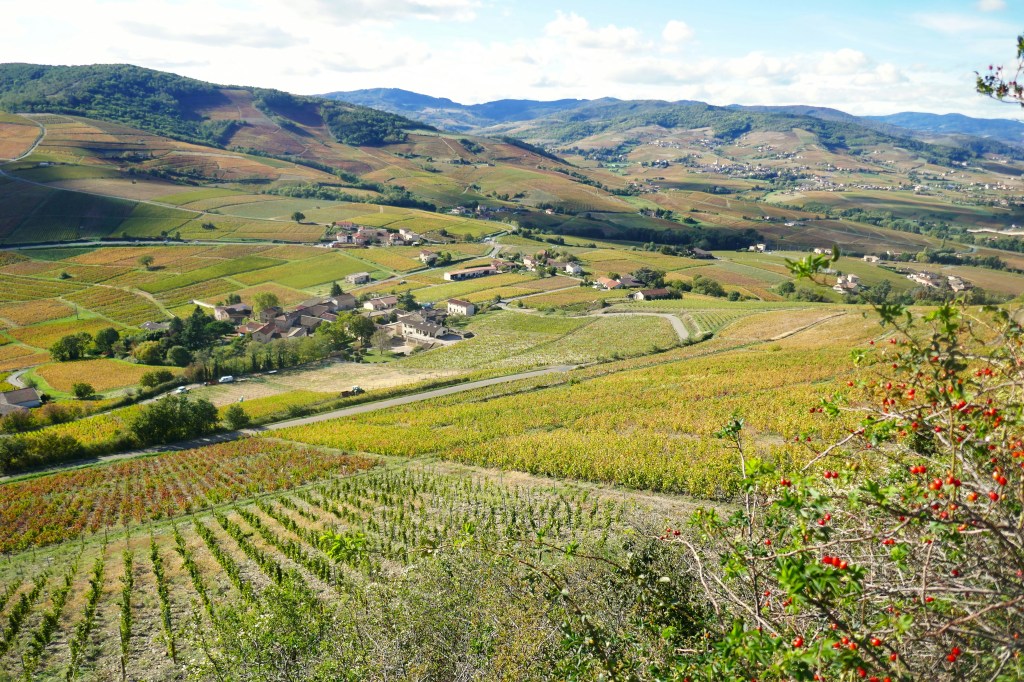 Get ready for Beaujolais&nbsp;release