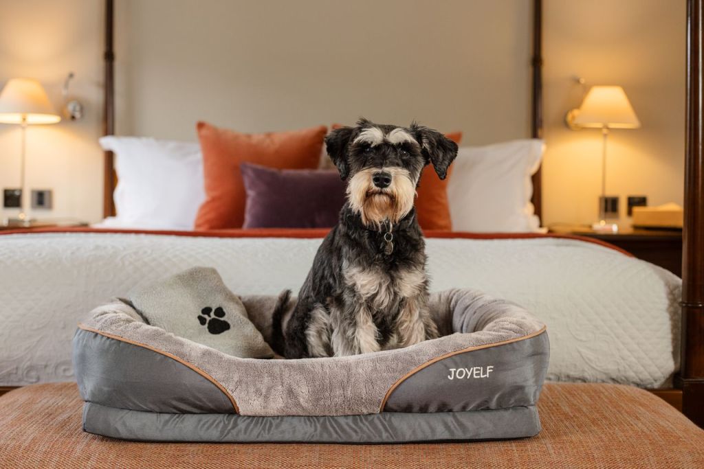 Luxury Hotels Rolling Out the Red Carpet for Dogs This&nbsp;Spring